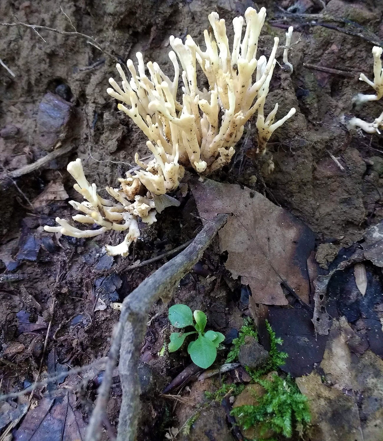 White fungi poke out of the dark brown forest soil next to green plants
