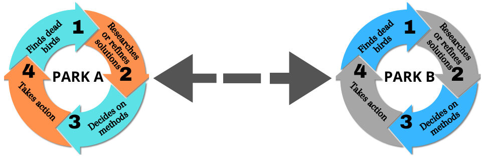 On the left: Park A. four circular arrows with the titles: 1. Finds dead birds; 2. Researches or refines solutions; 3. Decides on methods; 4. Takes action. On the right: same for Park B. In between the two sets of circular arrows is a broken two-way arrow