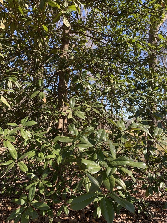 Long, thin, waxy looking green leaves protrude from delicate branches in a dense grove of slender tree trunks.