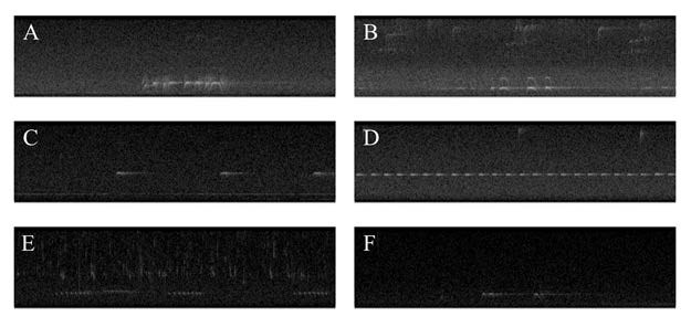 Six sample spectrograms, visual representations of recorded audio from owl calls, labeled A through F.