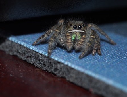 jumping spider sitting on a desk