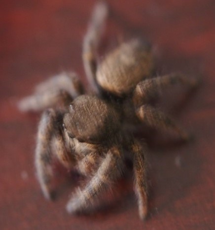 Top view of jumping spider