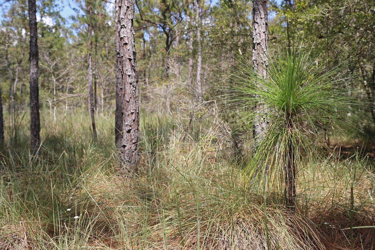 a groundcover of bunchgrasses next to a longleaf pine seedling