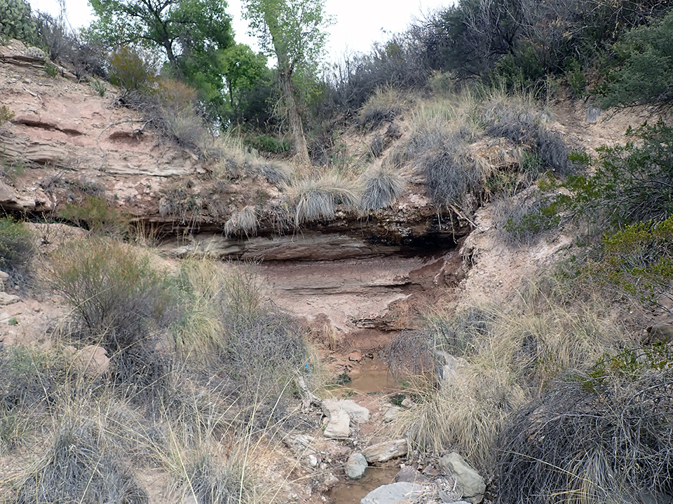A few tall cottonwood trees at the top of steep drainage lined by rock faces and dirt slopes and surrounded by grasses and shrubs. A wet channel extends from the main rock face.