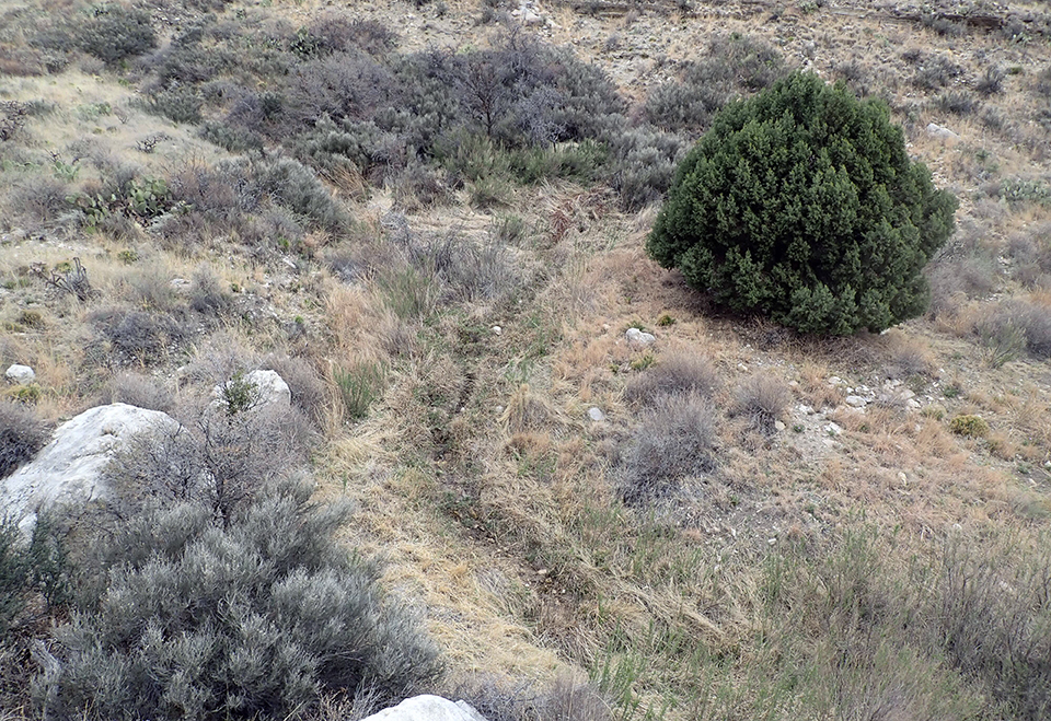 A hillside covered in grass and shrubs. At the center is a narrow, dampened stream ditch and on the right is a juniper.