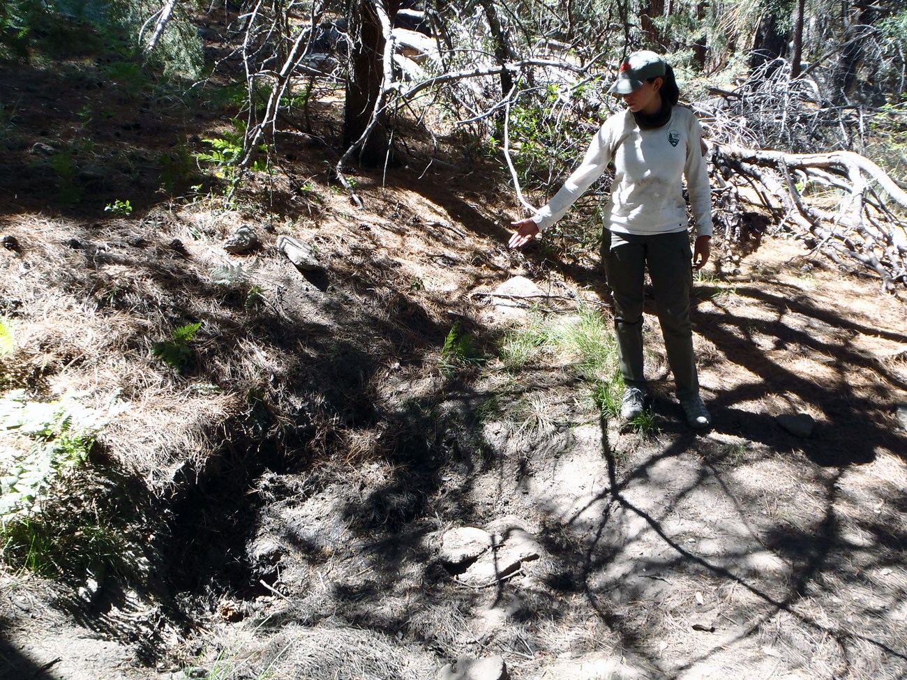 A person pointing at a long narrow depression in the forest floor on the edge of a slope covered in pine needles.