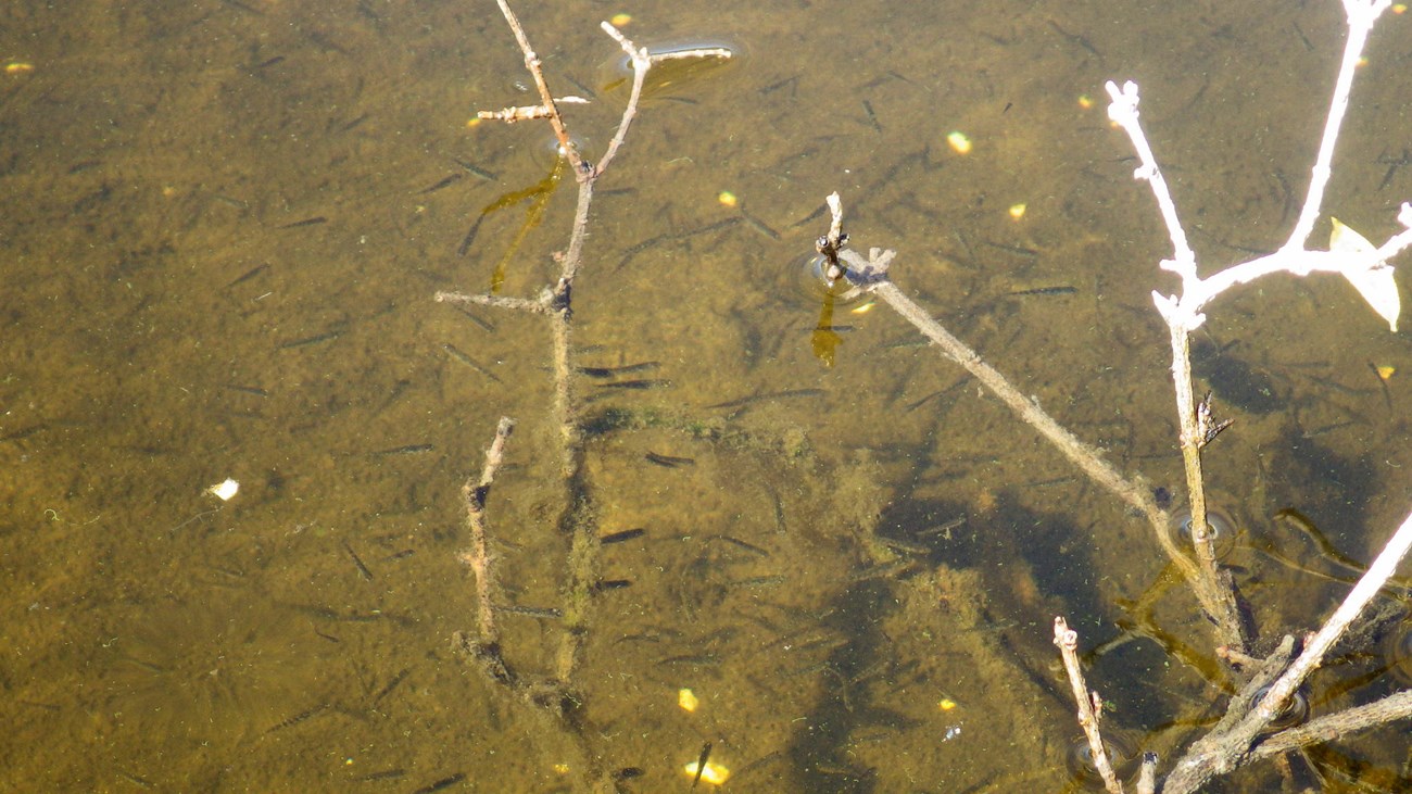 Looking down at a school of dozens of small fish around some branches in shallow water.