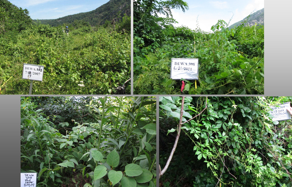 Four photos show invasive plants spreading over an area during 12 years