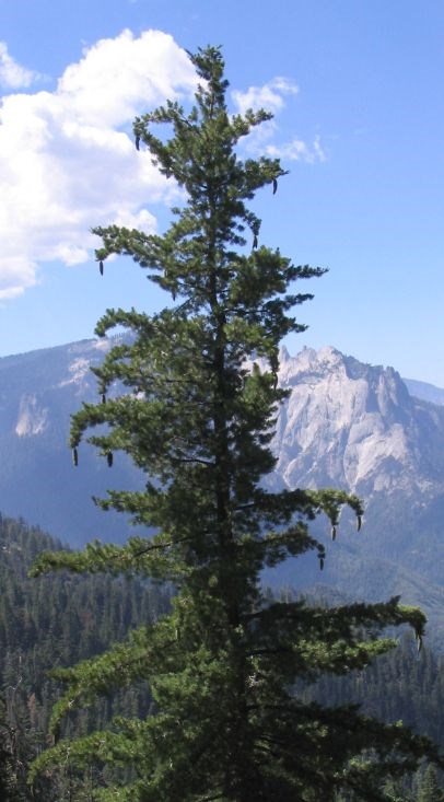 Tall, slender conifer with large pine cones at tips of drooping branches.