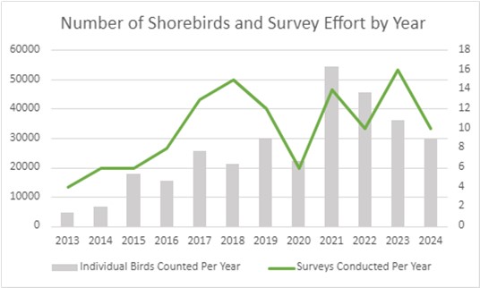 The number of total shorebirds observed each year during International Shorebird Surveys on Assateague Island (MD), from 2013-2024.