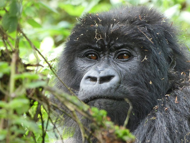 Portrait of a mountain gorilla lightly covered in tiny bits of plant material.