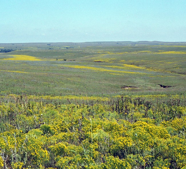 A vast expanse of prairie with grasses and patches of yellow flowering plants.