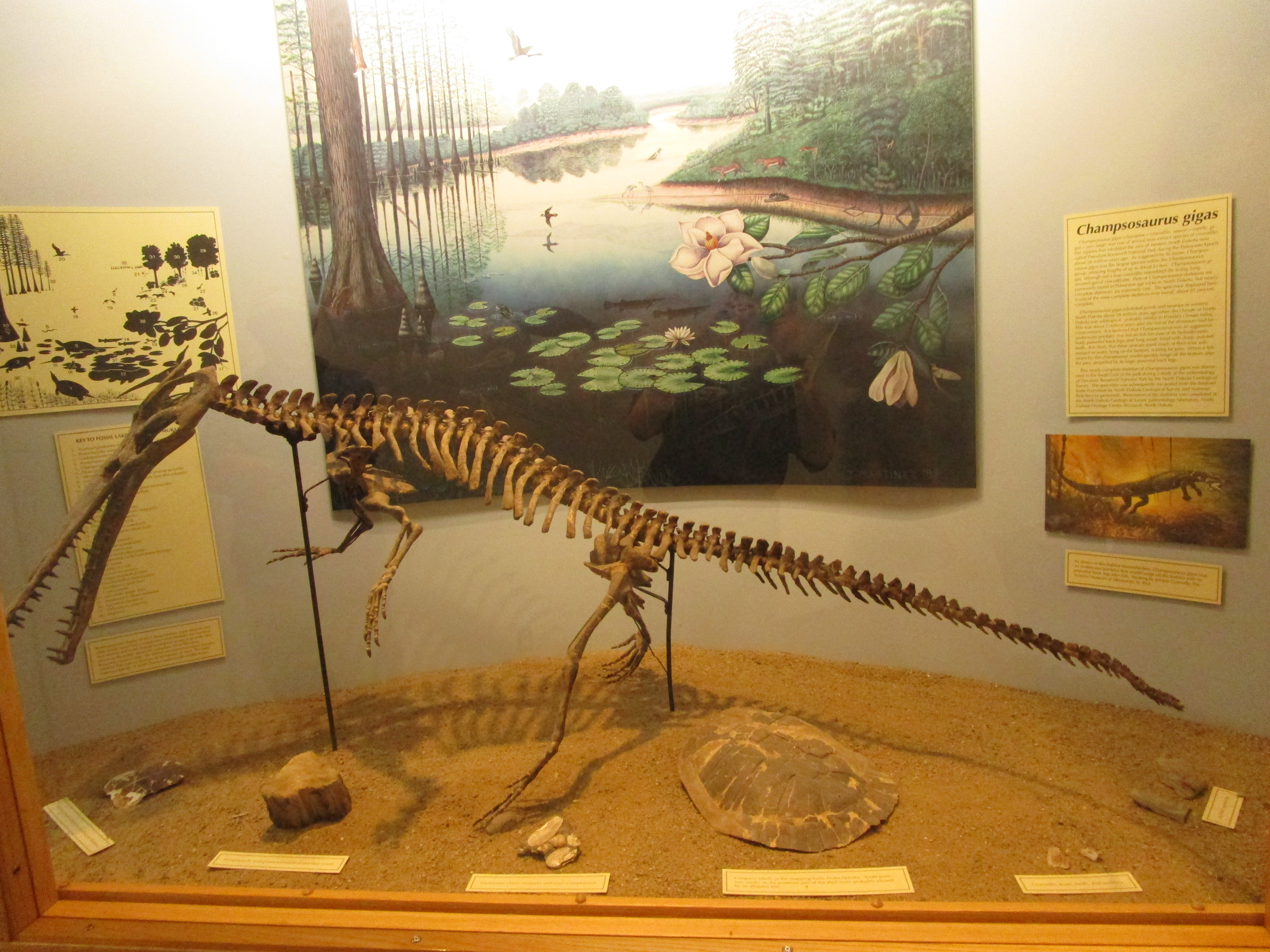 museum display skeleton and paintings