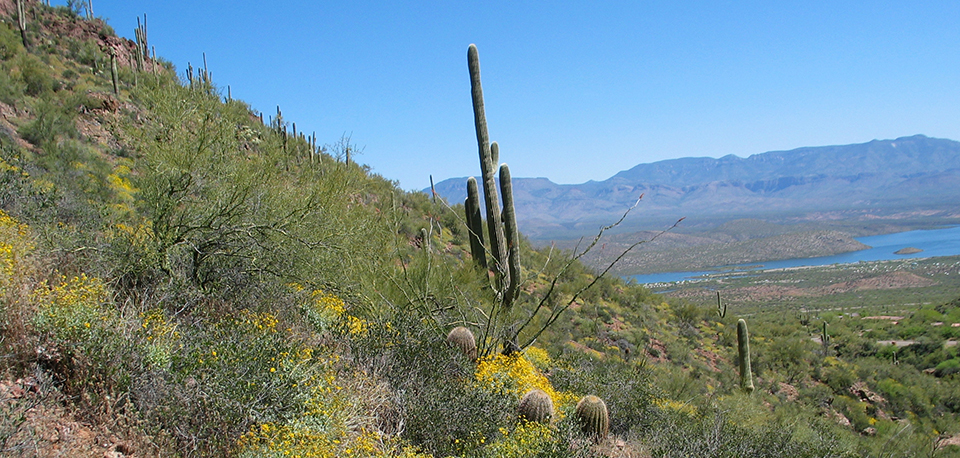 View of a steep hillside covered in saguaros, other cacti, and desert shrubs and plants, beyond which is a bright blue lake in a desert valley and purple and blue mountains.