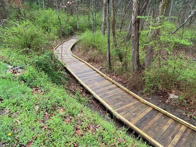 Wooden plank trail winds through a dense green forest.