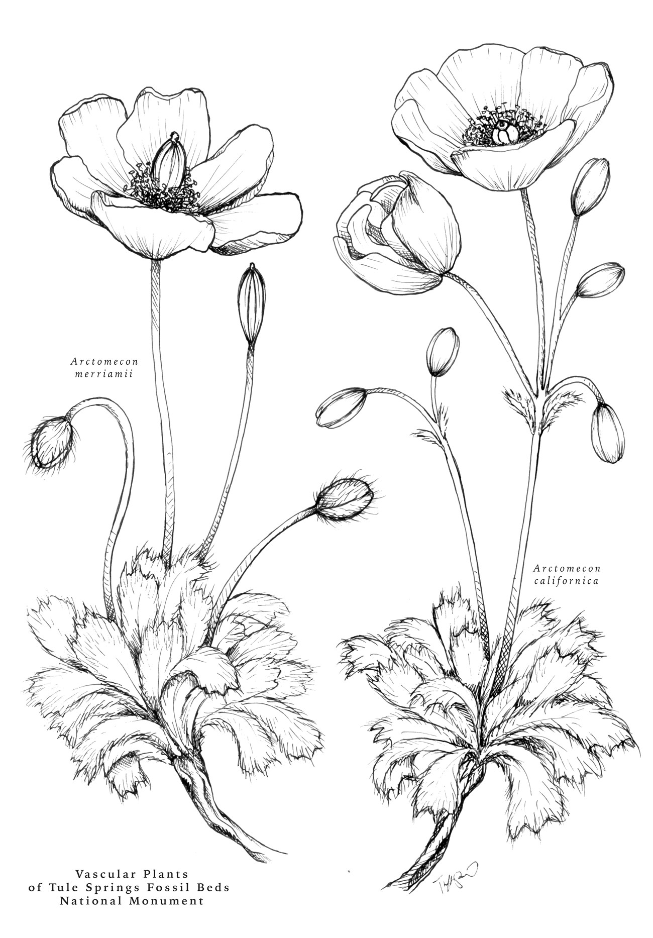 Detailed, side-by-side drawings of the leaves, buds and flowers of two species of poppies.