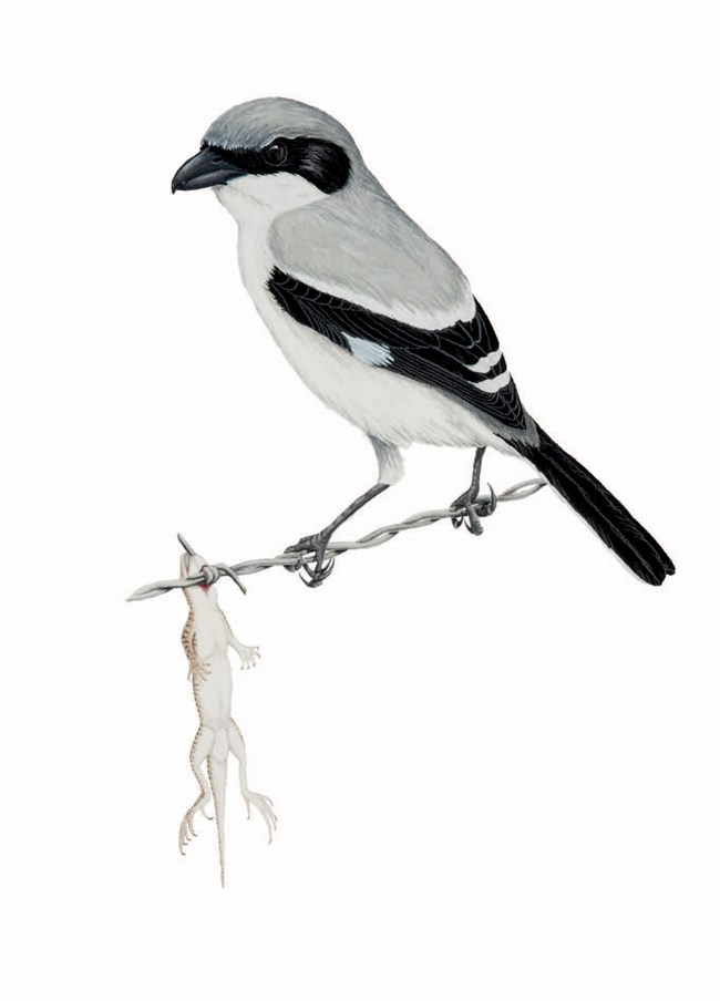 Black, white, and gray bird sitting on a barbed wire fence beside a freshly caught lizard.