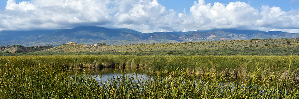 A marshy pond surrounded by green, tall marsh plants in a valley below rolling desert hills and blue mountains. In the distance, a cluster of buildings can be seen on the side of the mountains.