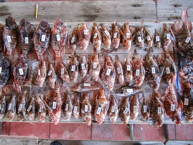 Three rows of several dead lionfish are arranged on a wooden table, seen from a bird's eye view.