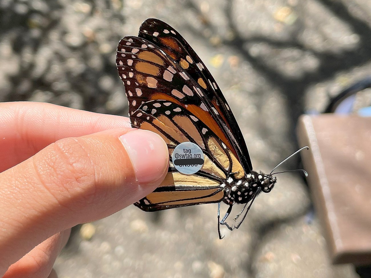 Monarch butterfly held gingerly between a thumb and forefinger. On its lower wing is a small round tag that says "tag@swtag.org".