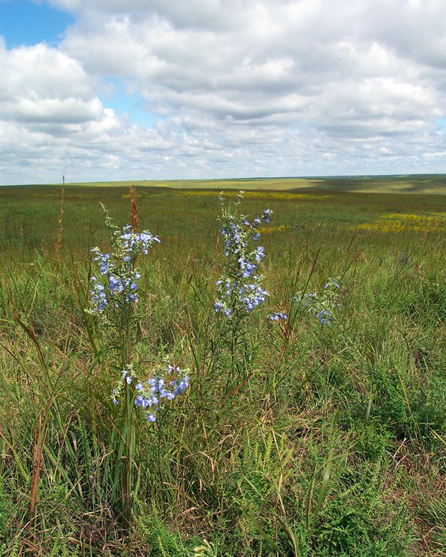 Blue flowers in the foreground in an expanse of grassland