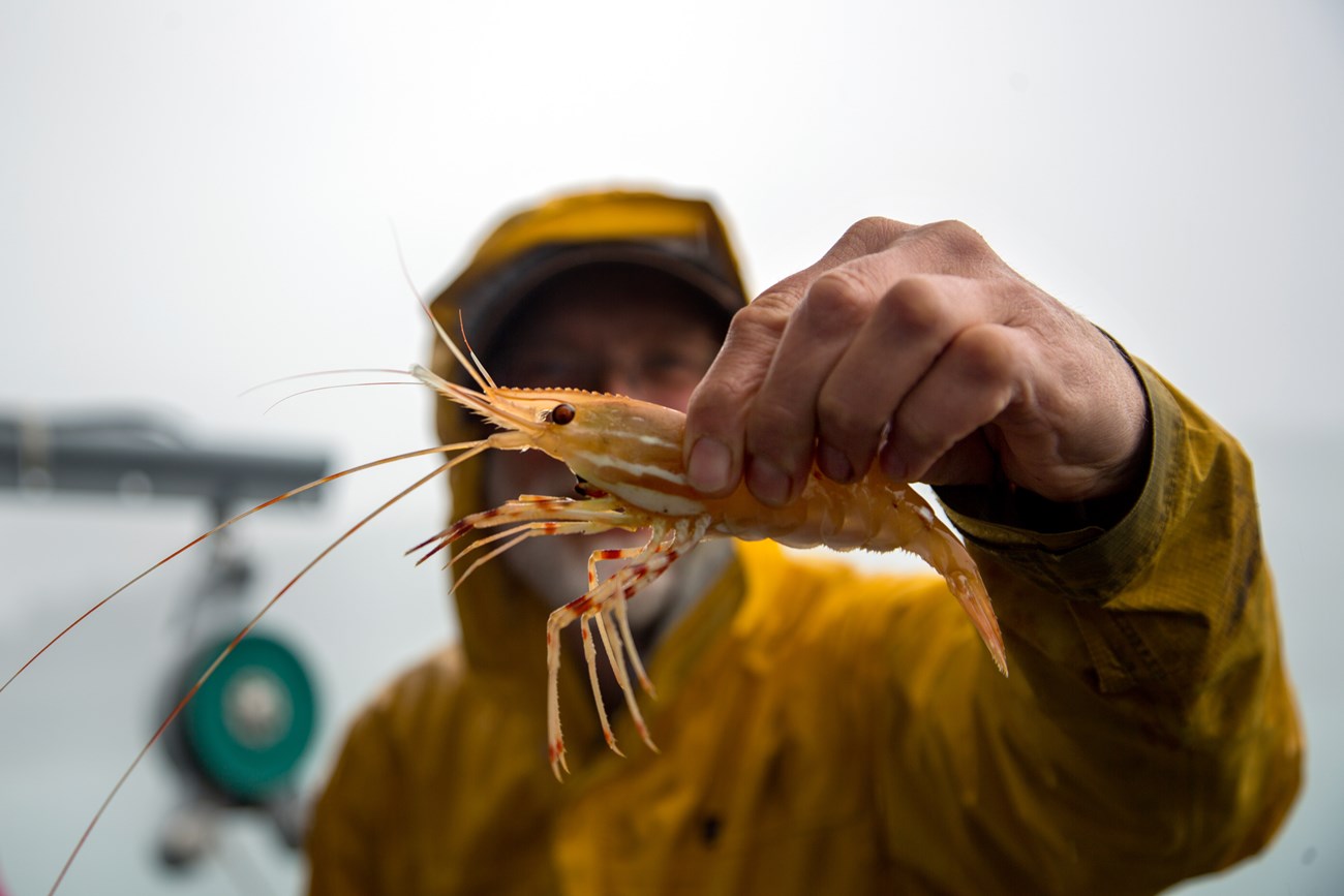 A man in a yellow jacket stands on a boat holding up a shrimp.