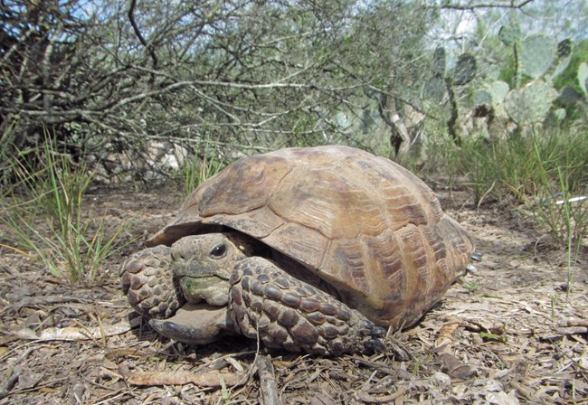 A small tortoise on bare ground, with a shrub and cactus in background