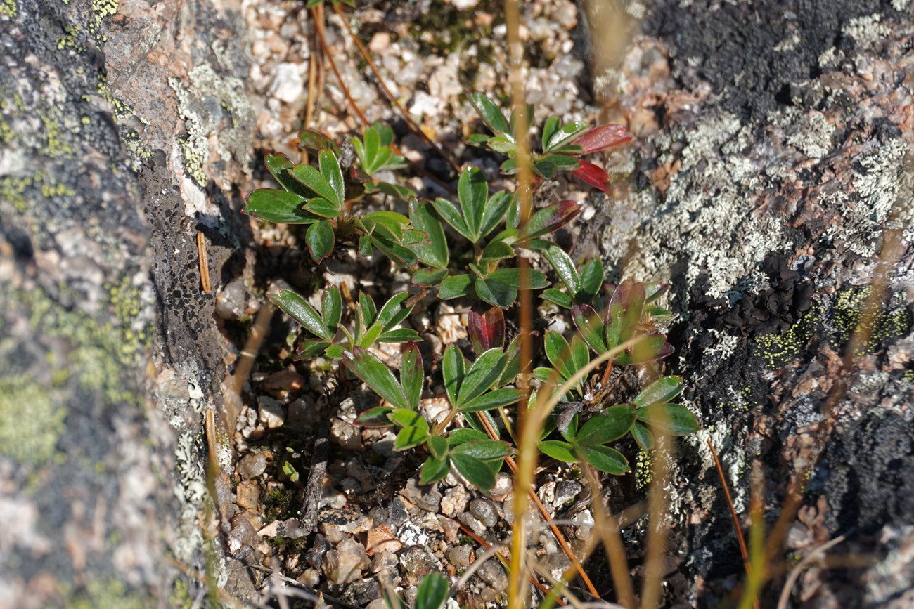 Three-toothed cinquefoil grows in a rocky crevice on a mountaintop.