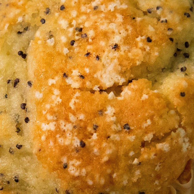 Young black-legged ticks (nymphs) on a poppy seed muffin