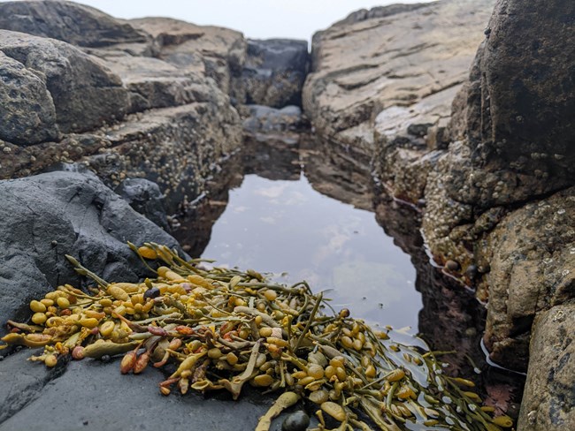 Close-up of a rocky shoreline with a pool of still water and brown seaweed partly exposed to the air.