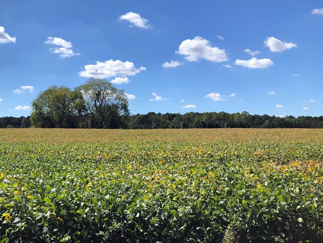 Lush green field ending with tree line on horizon. White clouds drift across a blue sky.