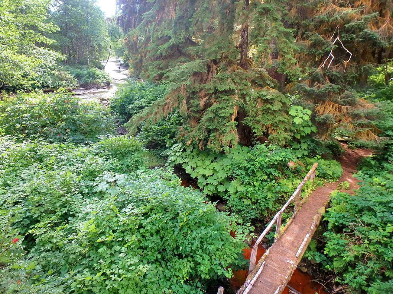 A lush, green forest with a creek running through it and a wooden footbridge.