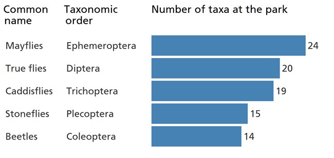 Blue bar chart showing mayflies are the most diverse group of benthic macroinvertebrates in the park.
