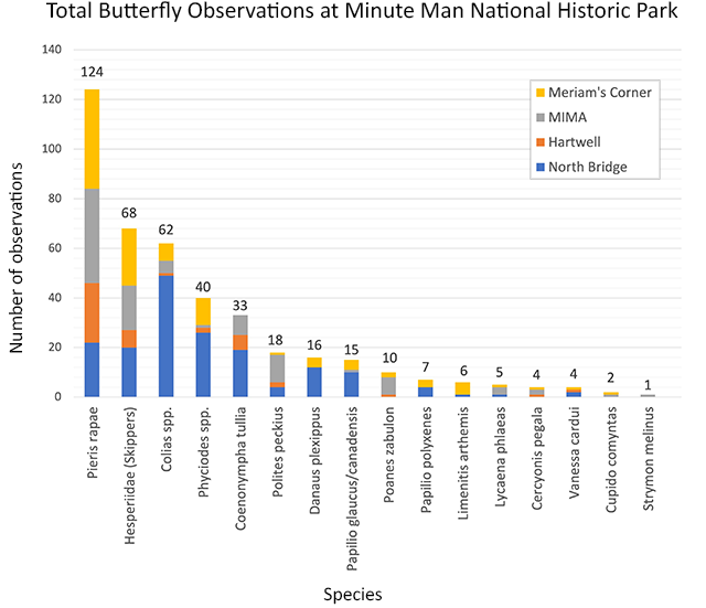 Column graph of 16 butterfly species seen at Minute Man, from most, to fewest. Cabbage whites were most observed (n=128); gray hairstreaks were the least (n=1).