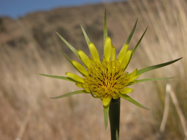 A round yellow flower with long green-tipped spikes radiating out from its center.