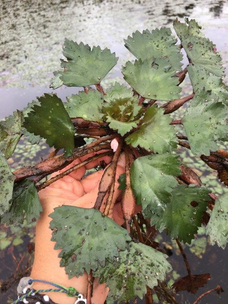 A hand holds the green rosette of leaves with water in the background