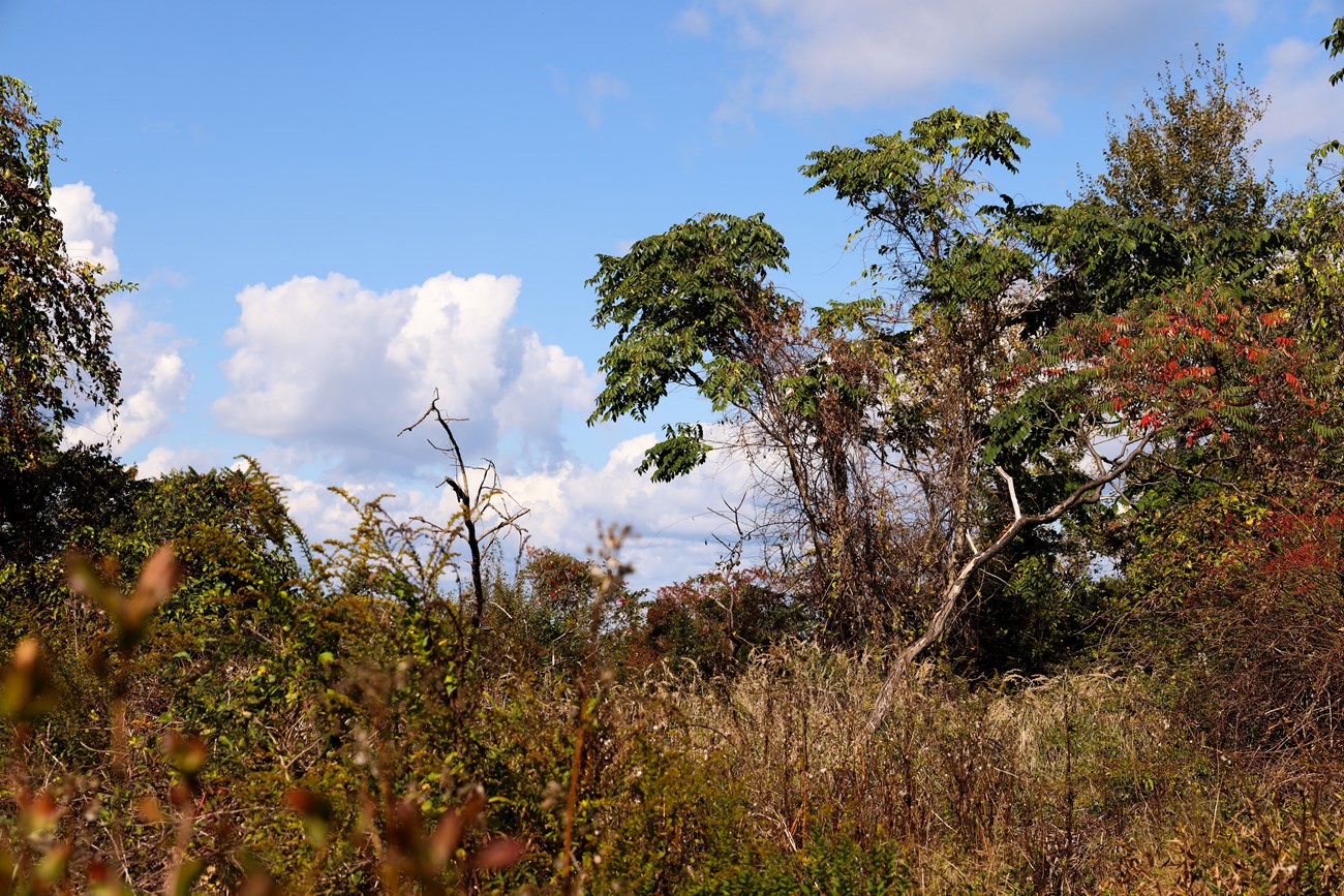 tall spindle trees with green leaves pop up over brown bushes.