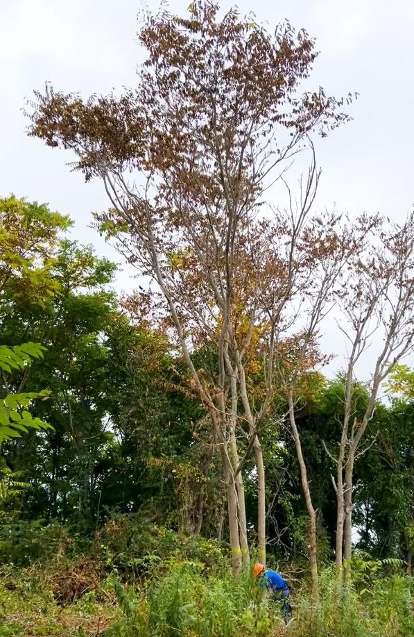 a worker wearing a hard hat cuts down a tree-of-heaven, a tall, spindly tree with dying brown leaves.