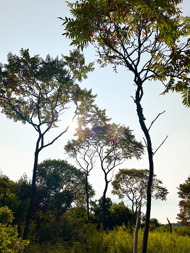 tall, lanky tree with loose-leaf branches at the top