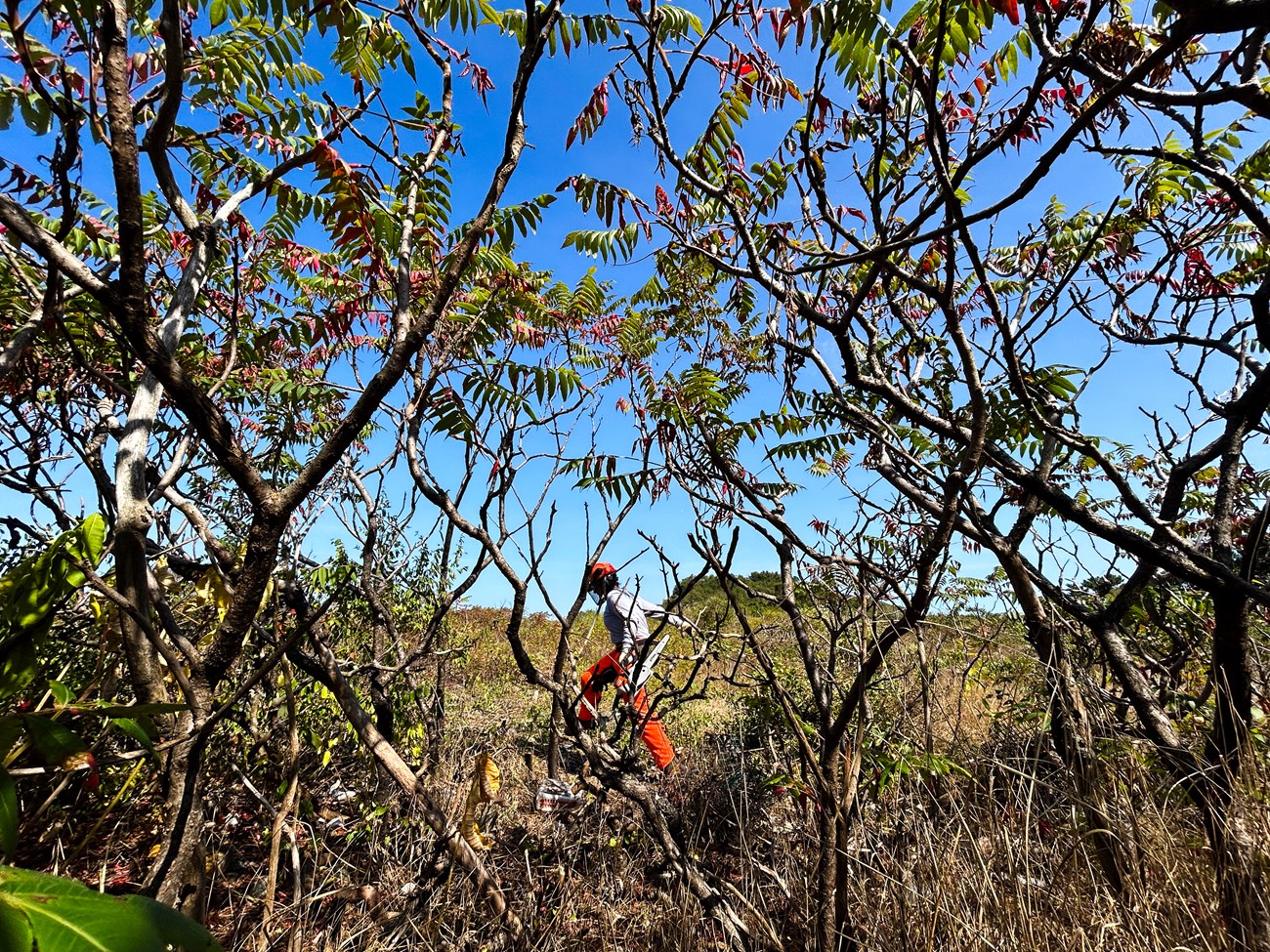 an NPS worker walks among brush