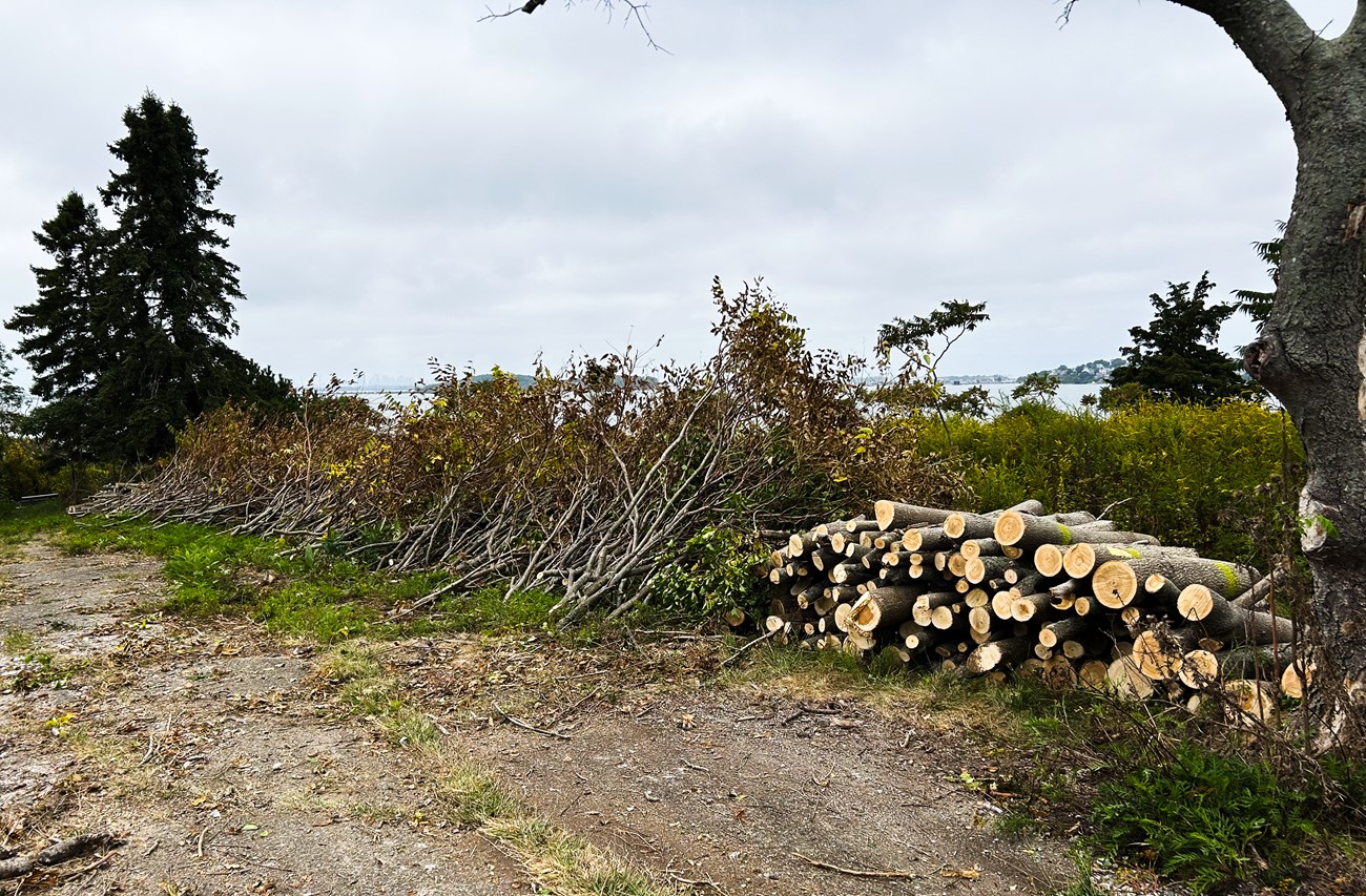 branches from the Tree of Heaven stacked on the ground.