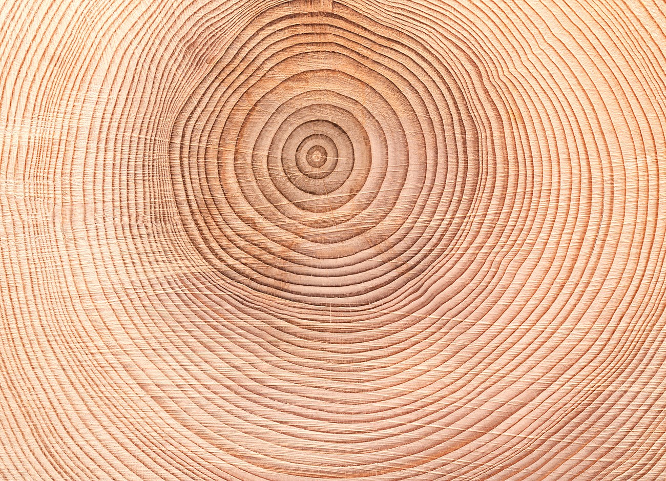 A cross section of a tree showing the tree rings