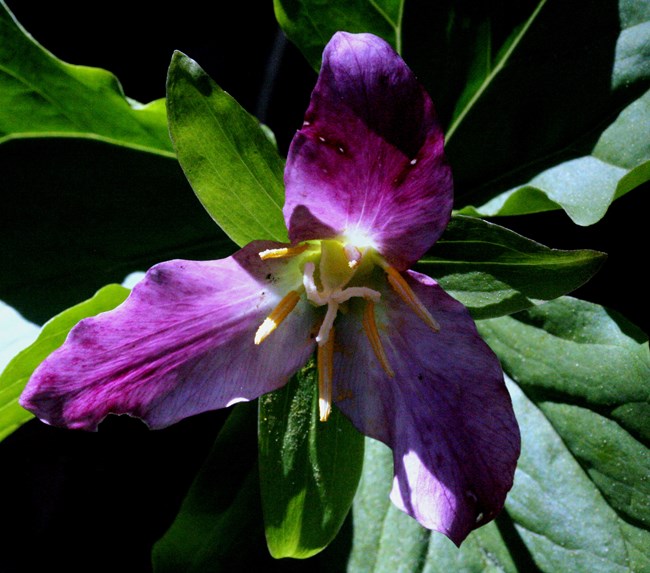 Purple flower with three long petals.