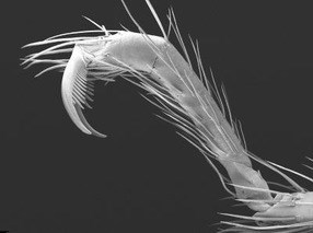 Close-up picture of spider tarsus