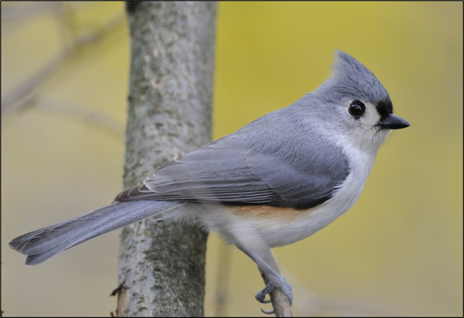 A small grey and white bird standing on a branch.