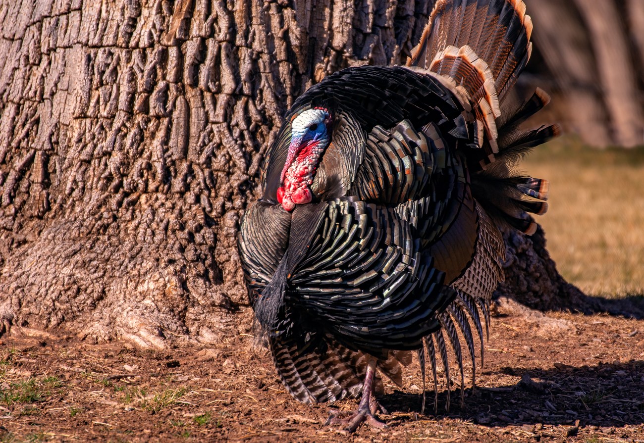 A male turkey standing in front of a tree.