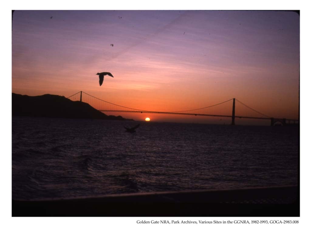 birds dive into the ocean in front of the Golden Gate bridge at sunset