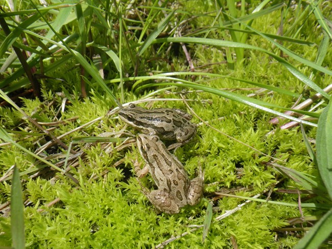 Two small tan frogs with brown splotches.