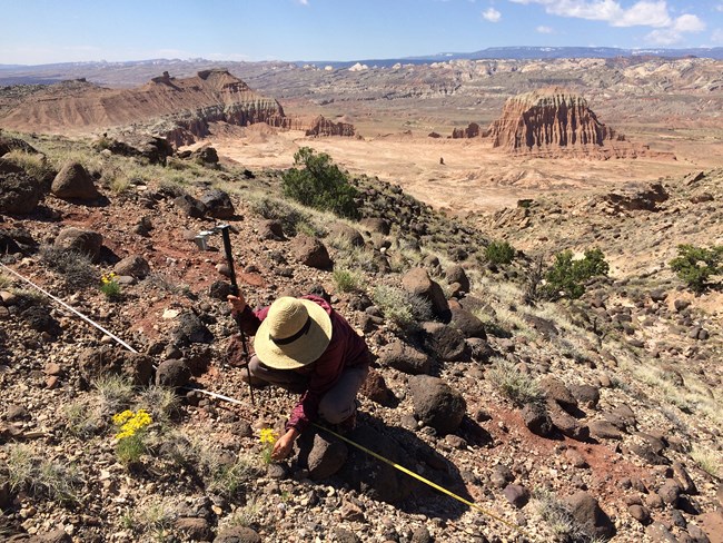 Person in hat crouches to the desert ground, looking closely at plant transect with yellow flowers.