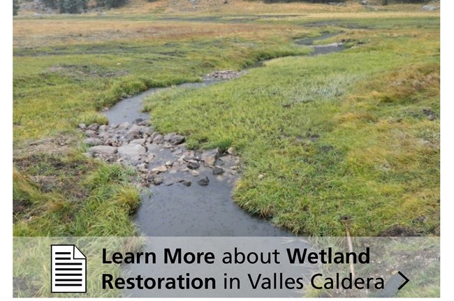 Stream and wetlands surrounded by grass.